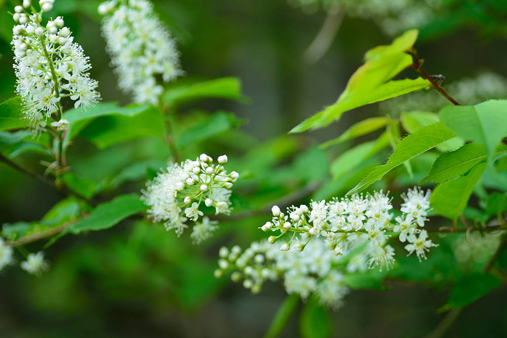 上溝桜